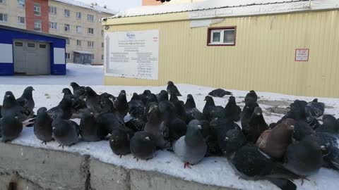 Beautiful pigeons attacked me.