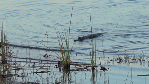 Gator Attack