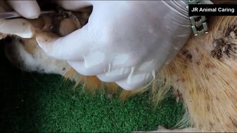 HOW TO TAKE CARE OUR PET