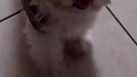 Língua maluca 👅👅😛