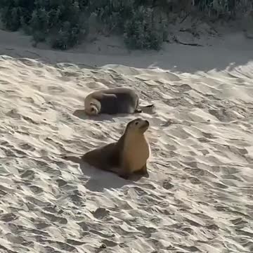 Rolling Seals, Cute and funny!