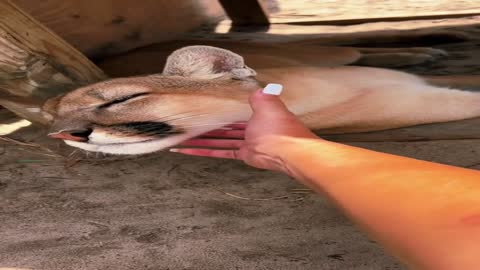 Chey’s favorite ear scratch spot