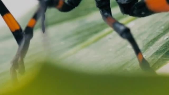 .A black and orange bug Hemiptera on a green leaf closeup