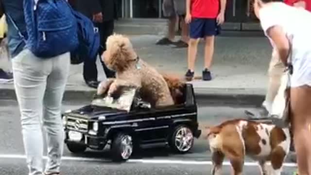 Dog riding in black car