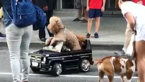 Dog riding in black car