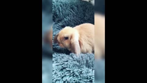 Funny and Cute Bunny Rabbit Videos(update)