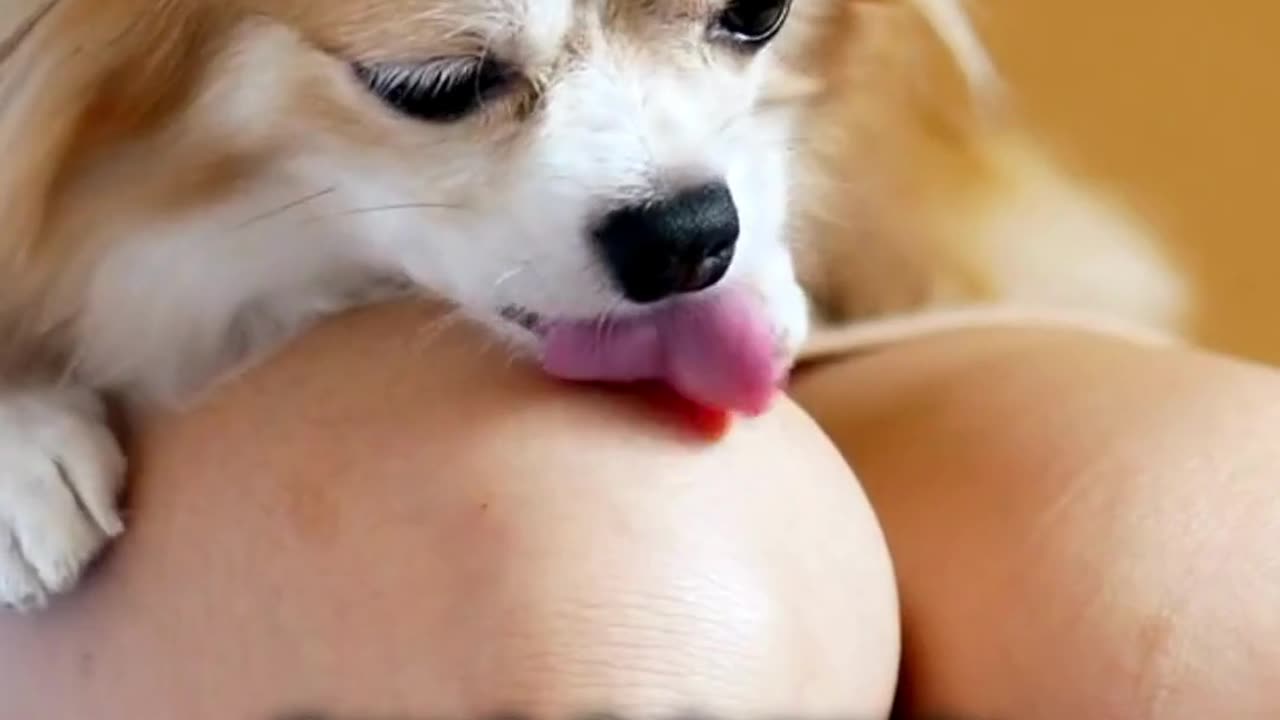 This Is Why Dogs Lick You