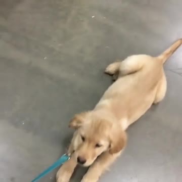 Terco cachorro es forzado a ser arrastrado durante un paseo