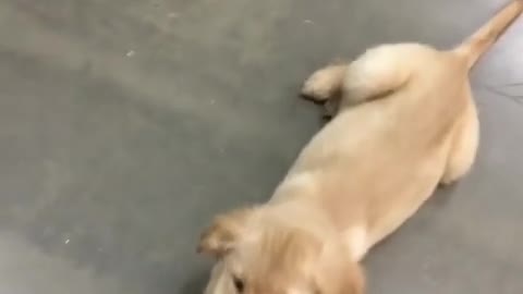 Terco cachorro es forzado a ser arrastrado durante un paseo