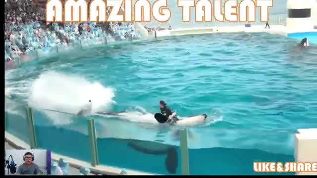 Happy Dolphin Show