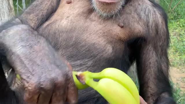 Gorilla is enjoying breakfast meal in national park Africa