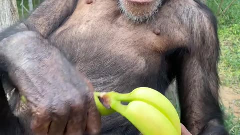 Gorilla is enjoying breakfast meal in national park Africa