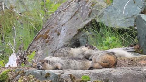 Video Of Marmots Fighting And Playing