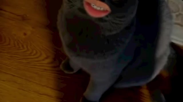 Comedy videos || funny memes