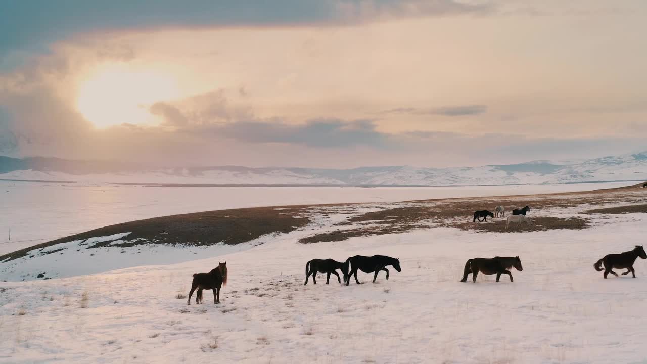 Horses on-a-snow-capped-field