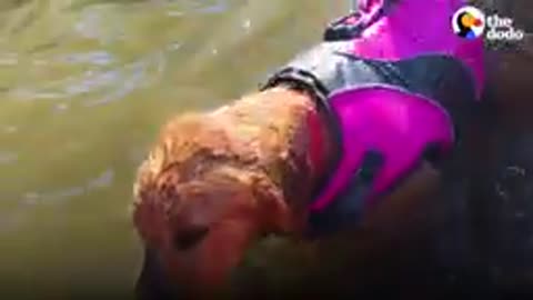 These Four Dogs Completely Run The D’Amelio Household | The Dodo You Know Me Now Meet My Pet