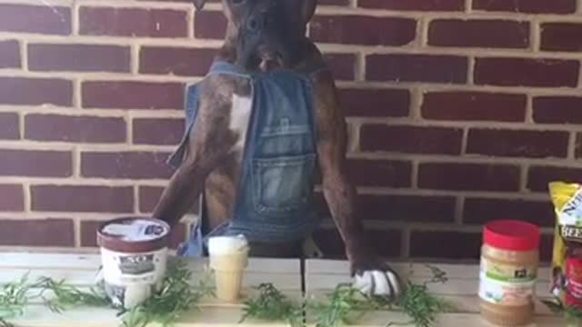 Dark brown dog overalls icecream