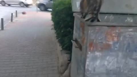 Collab copyright protection - cat pushed dumpster