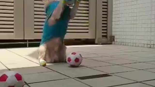 Professional Soccer Dog