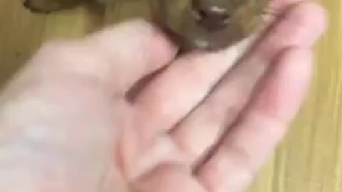 This puppy is a love