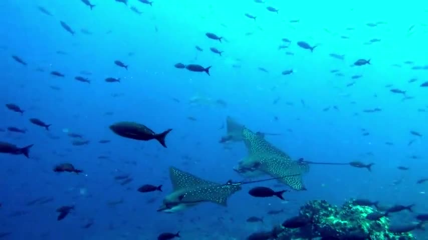 Stingrays in perfect formation drift past thrilled scuba diver in the Galapagos