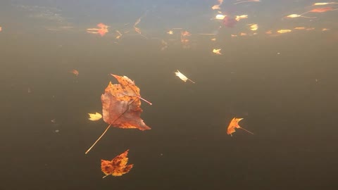 Underwater Folige