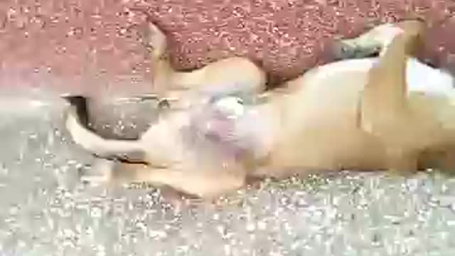 Funniest Sleeping Dog Ever