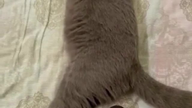 funny cat videos || funny cat memes || funny animal videos clean