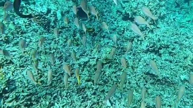 oceanlover#underwater#lovemyplanet#haveablessedday