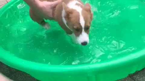 Puppy Learning to Swim in Mini Pool