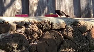 #Back Yard Birds Hawai’i Red Vented Bulbul