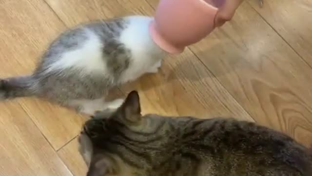 When the cat's head got into the bottle