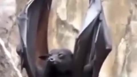 Tired bats