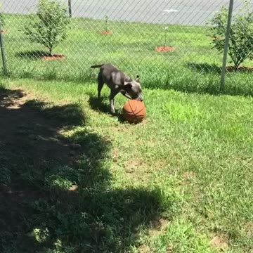 Popping basketball dog