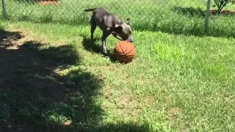 Popping basketball dog