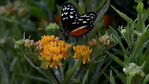 butterfly eating