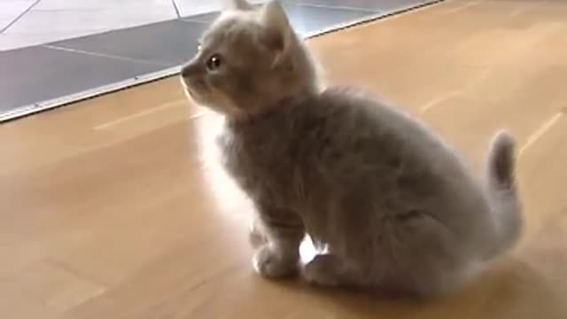 shocked by kitten occupying dog bed