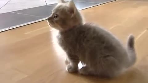 shocked by kitten occupying dog bed