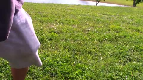 Dog training best video