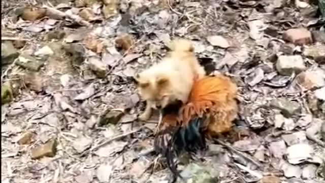 Rooster VS Dog Fight