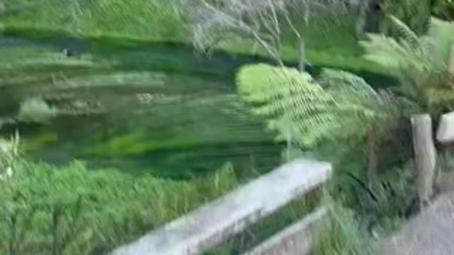 Blue Spring , Putaruru ,New Zealand