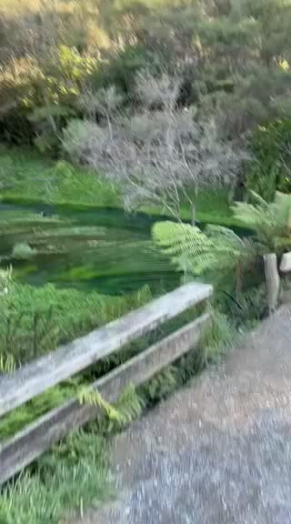 Blue Spring , Putaruru ,New Zealand