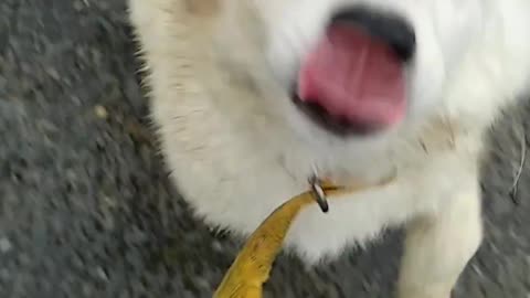 Dog try to eat my camera!!!