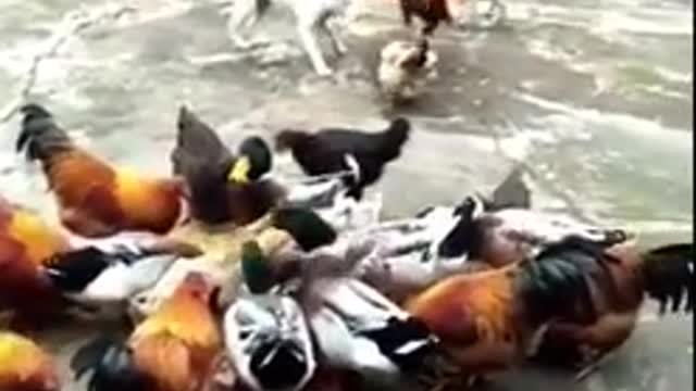 Chicken vs dog fights funny