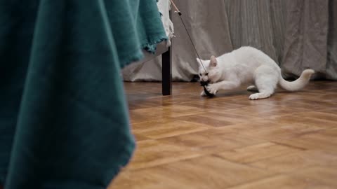 cute cat trying to catch its prey