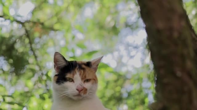 Cat video