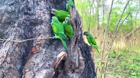 Birds in Forest