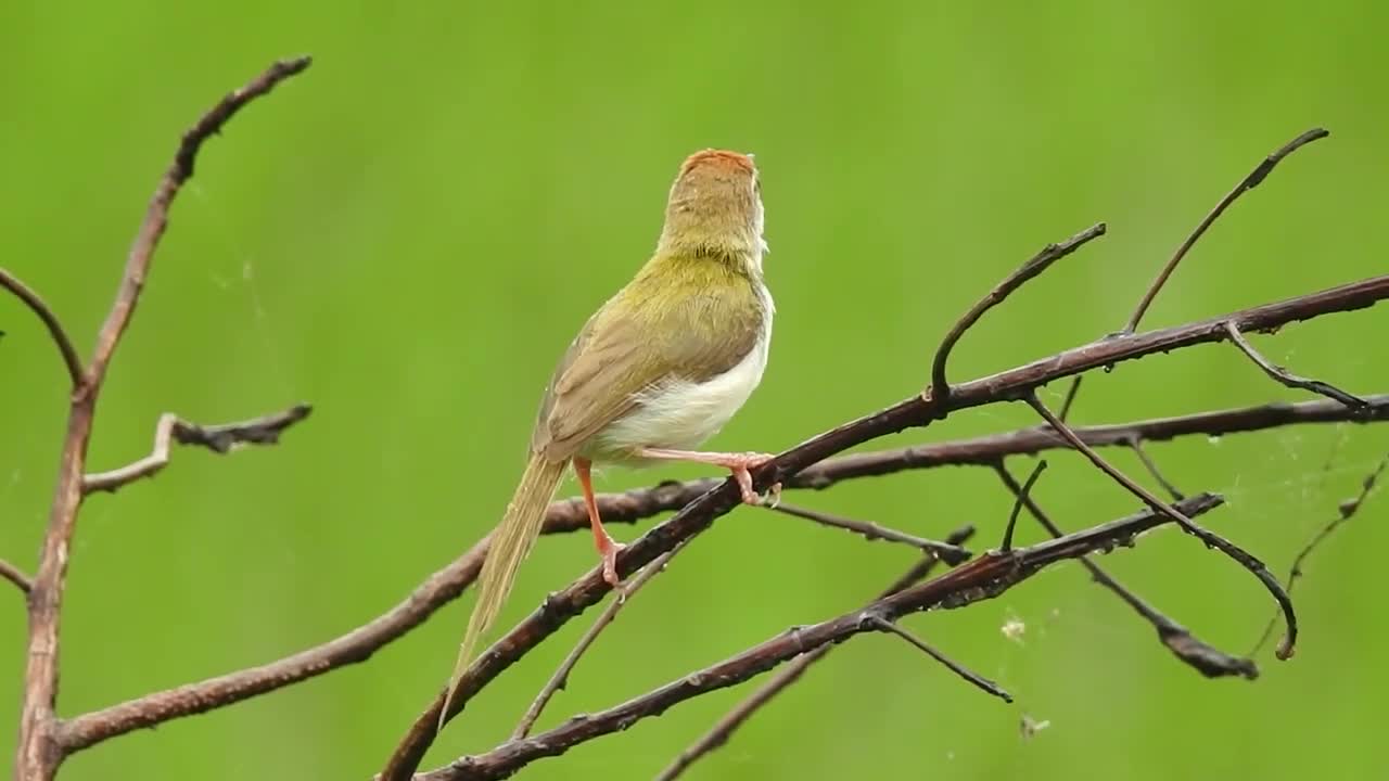 birds singing in nature