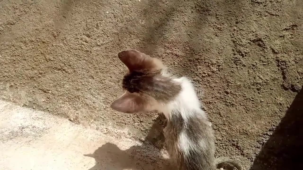 Cute Cats🐈 Playing😻