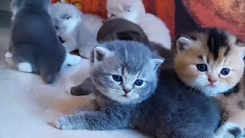 Cats